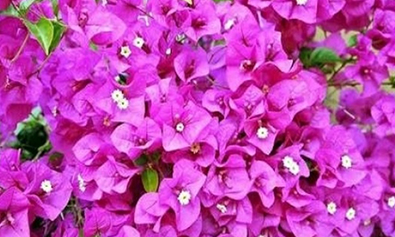 Gran venta especial de Plantas