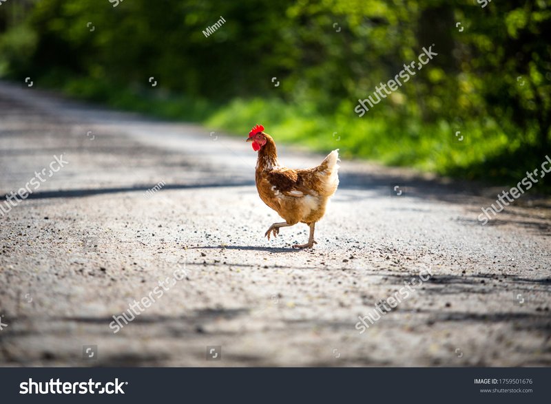 Learn about chicken road 2 juego Learn about chicken road 2 juego